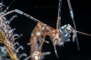 Caprella sp
"Profile Of A Skeleton Shrimp" by Wayne Jones 